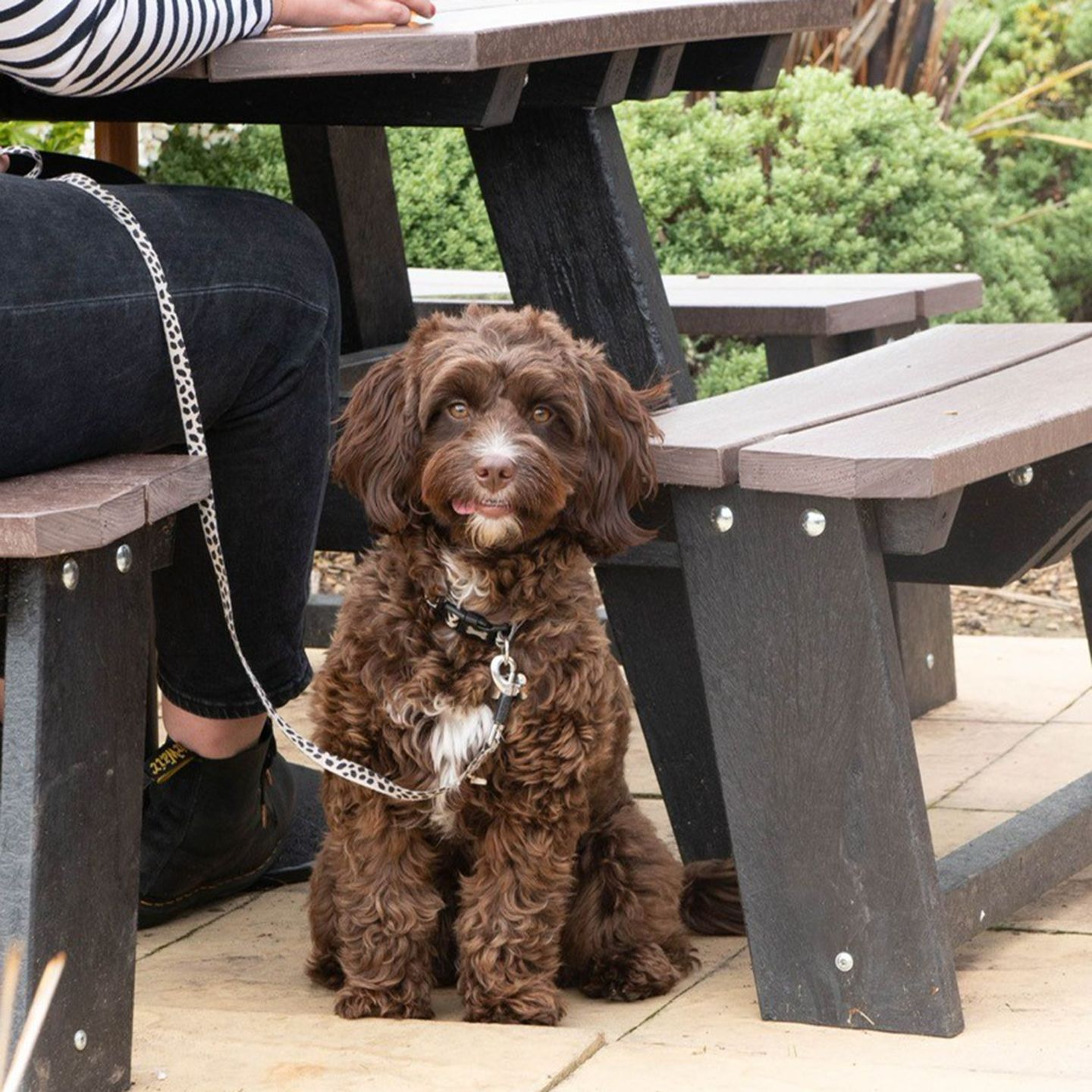 Your local dog friendly pub in Northbourne